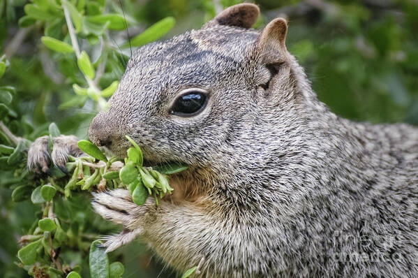 Squirrels Art Print featuring the photograph Gray Squirrel Eating Berries by Al Andersen