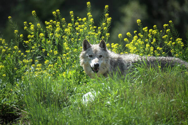 Animal Themes Art Print featuring the photograph Gray Wolf, White Phase by Mark Newman