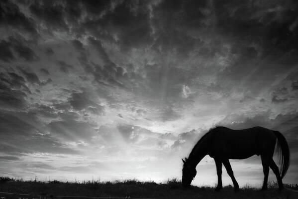 Horses Art Print featuring the photograph Grazing at Sunset by Rick Redman