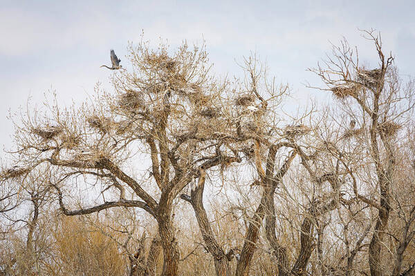 Great Blue Heron Art Print featuring the photograph Great Blue Heron Rookery by James BO Insogna