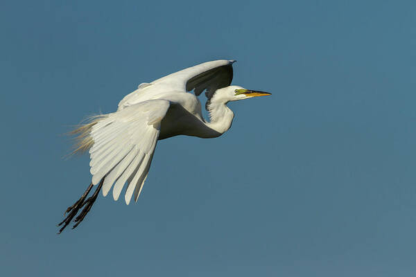 Great Egret Art Print featuring the photograph Great Egret 2014-8 by Thomas Young