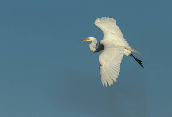 Great Egret Art Print featuring the photograph Great Egret 2014-9 by Thomas Young
