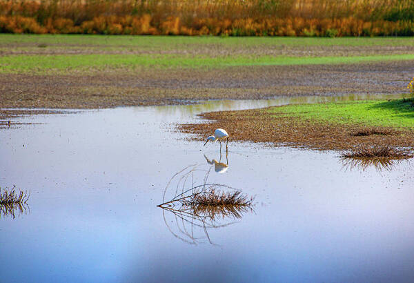 Egret Art Print featuring the photograph Great Egret Reflection Pond by Anthony Jones