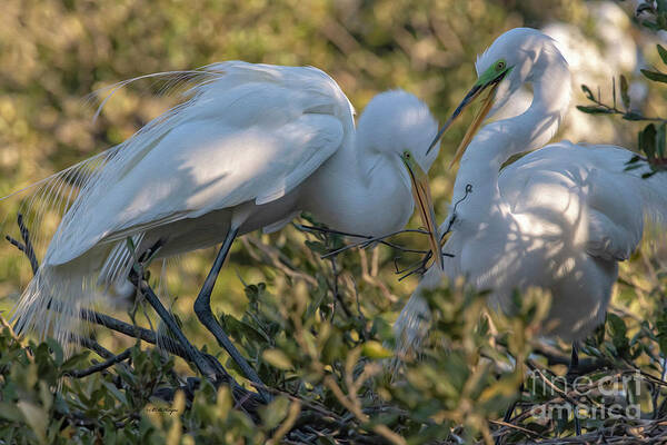 Egrets Art Print featuring the mixed media Great Egrets Precious Moment by DB Hayes