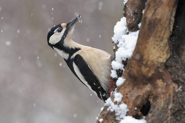 Snow Art Print featuring the photograph Great Spotted Woodpecker And First Snow by Valentino Alessandro