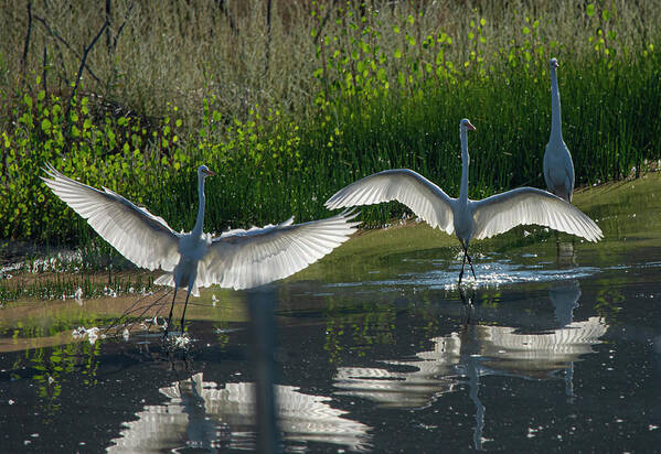 Great White Egret Art Print featuring the photograph Great White Egret 9 by Rick Mosher