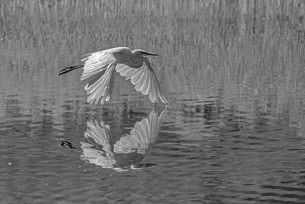 Great White Egret Art Print featuring the photograph Great White Egret BW 1 by Rick Mosher