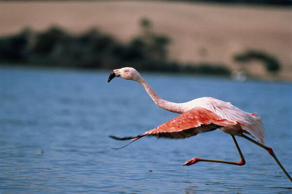 Taking Off Art Print featuring the photograph Greater Flamingo In Flight by George Lepp