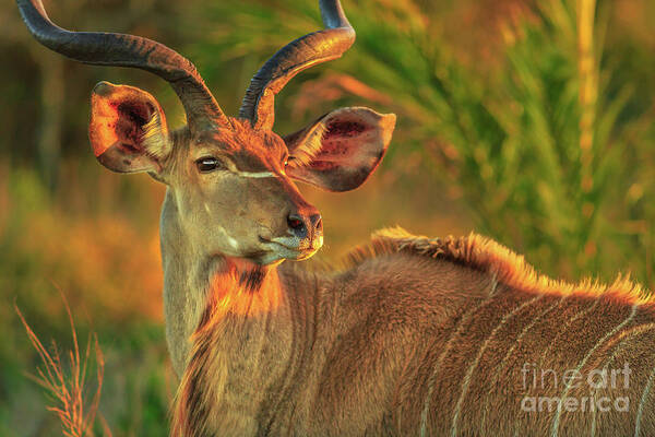Kudu Art Print featuring the photograph Greater kudu portrait by Benny Marty