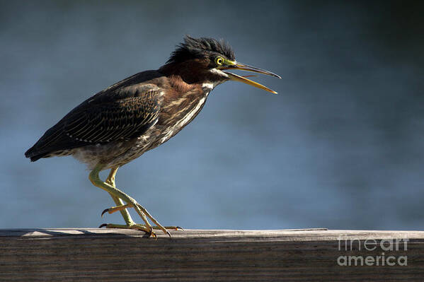 Green Heron Art Print featuring the photograph Green Heron by Meg Rousher