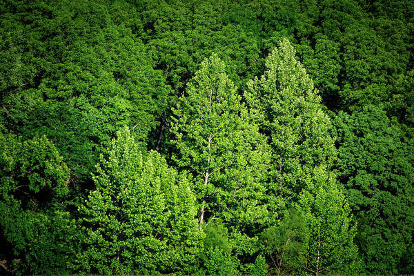 Lyon County Art Print featuring the photograph Green on Green by Jeff Phillippi