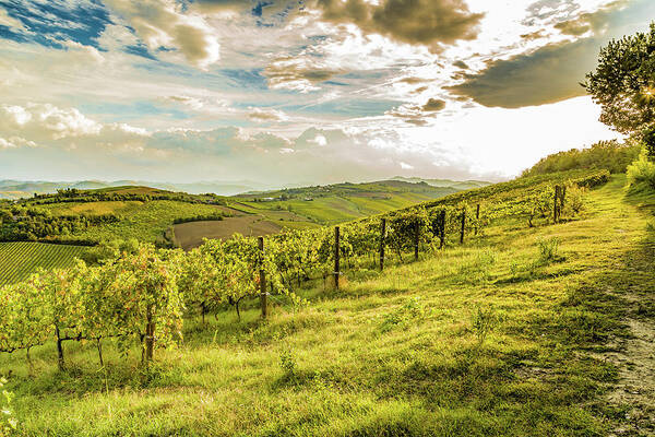 Italy Art Print featuring the photograph green vineyards of Italian hills by Vivida Photo PC