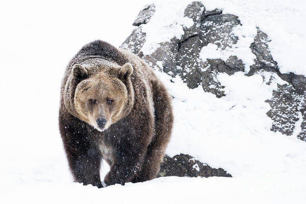 Grizzly Bear Art Print featuring the photograph Grizzly Bear Approaching In Snow by Wanderluster