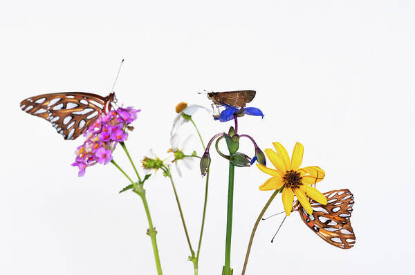 White Background Art Print featuring the photograph Gulf Fritillary And Brown Skipper by Jim Mckinley