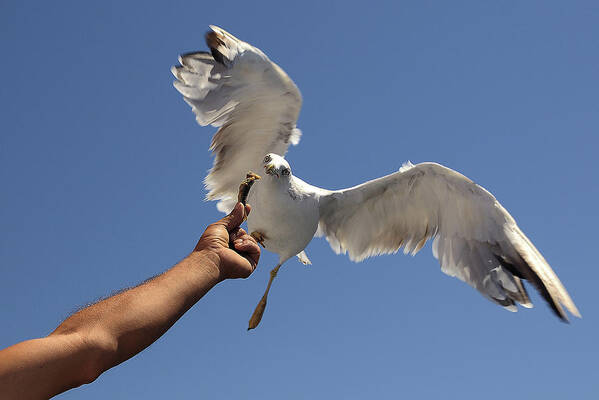 Ayvalik Art Print featuring the photograph Gull-faced by Aylin Erozcan