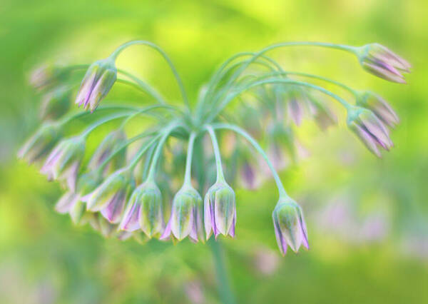 Sicilian Spice Flower Art Print featuring the photograph Sicilian Honey Lily by Jessica Jenney