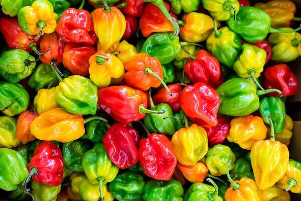 Vegetable Art Print featuring the painting Habanero pepper, capsicum chilies close up by Celestial Images