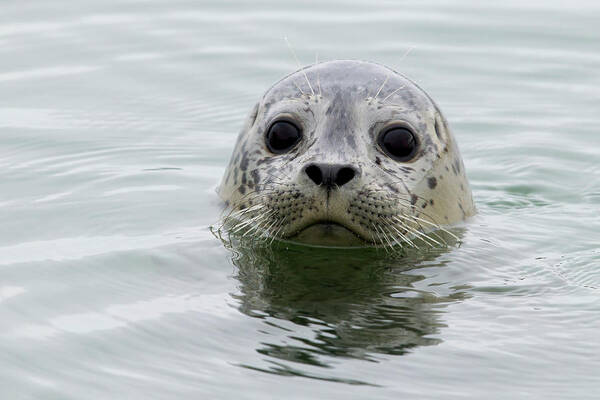Sebastian Kennerknecht Art Print featuring the photograph Harbor Seal Pup In Elkhorn Slough by Sebastian Kennerknecht