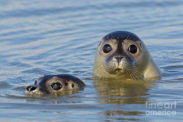 Two Art Print featuring the photograph Harbor Seals by Arterra Picture Library