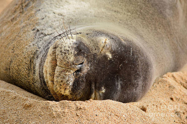 Hawaiian Monk Seal Art Print featuring the photograph Sleeping Beauty Hawaiian Monk Seal by Debra Banks