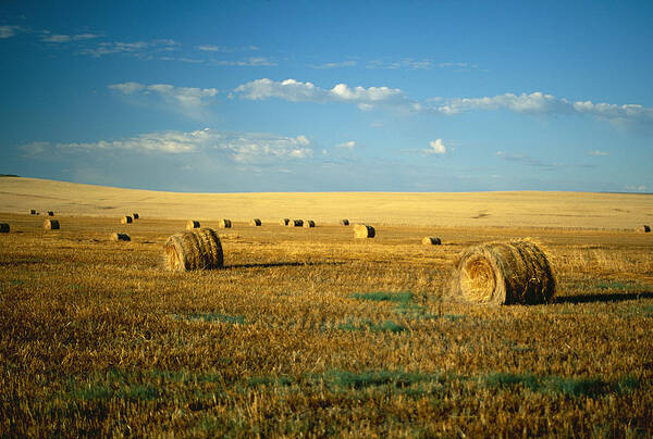 Tranquility Art Print featuring the photograph Hay Field, North Dakota by Brand X Pictures