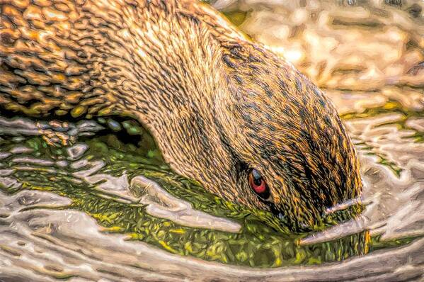 Duck Art Print featuring the photograph Head Dunking Duck Toned by Don Northup