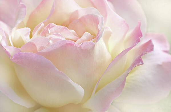 Rose Art Print featuring the photograph Heaven's Pink Rose Flower by Jennie Marie Schell