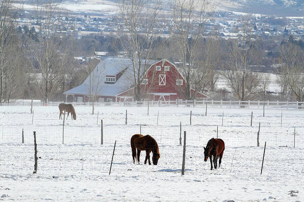 Utah Art Print featuring the photograph Heber Valley Horses in Winter - Heber, Utah by Brett Pelletier