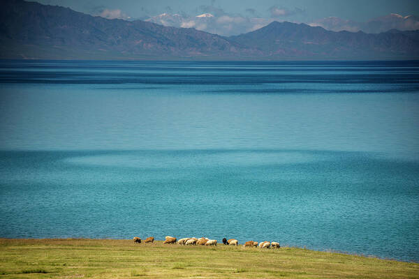 Tranquility Art Print featuring the photograph Herd Of Sheep Near Sayram Lake, Ili by Nutexzles