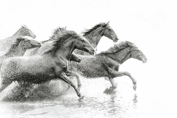 Horse Art Print featuring the photograph Herd Of Wild Horses Running In Water by Tunart