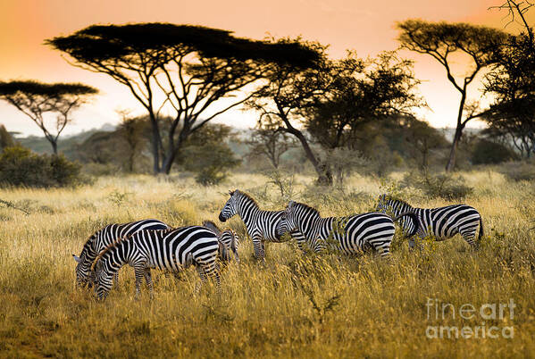 Tanzania Art Print featuring the photograph Herd Of Zebras On The African Savannah by Andrzej Kubik