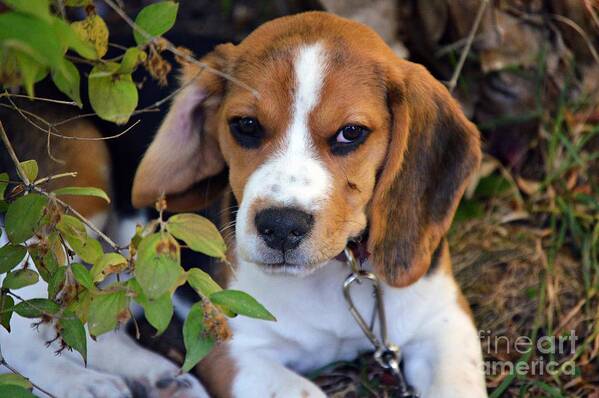 Beagle Puppy Art Print featuring the photograph Hermine The Beagle by Thomas Schroeder