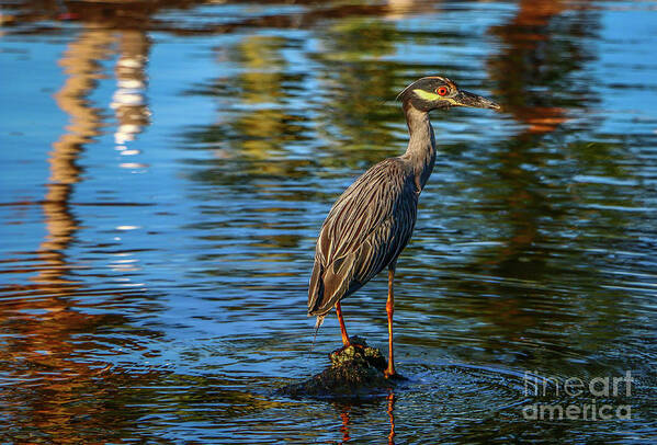 Heron Art Print featuring the photograph Heron on Rock by Tom Claud