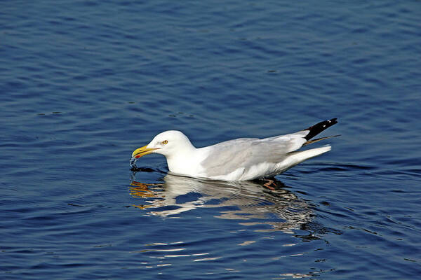 Herring Gull Art Print featuring the photograph Herring Gull by Debbie Oppermann