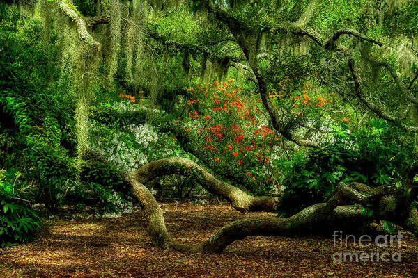 Scenic Art Print featuring the photograph Hidden Under The Old Oak Tree by Kathy Baccari