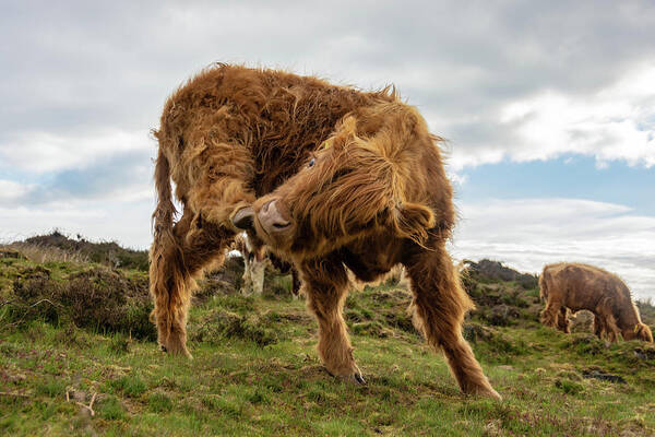 Animal Art Print featuring the photograph Highland cow having a scratch by Scott Lyons