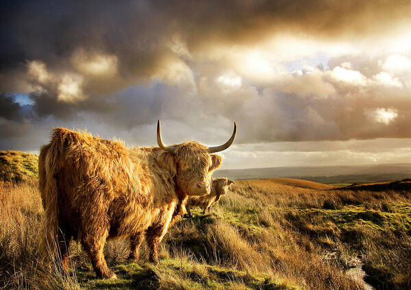 Horned Art Print featuring the photograph Highland Cows by Michael Honor