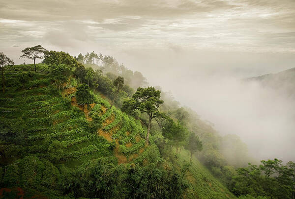 Scenics Art Print featuring the photograph Hillside Landscape With Tea Plantations by Quynh Anh Nguyen