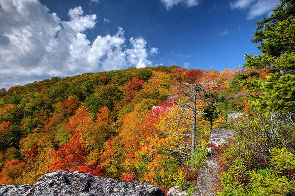 Fall Art Print featuring the photograph Hillside of color by Dan Friend