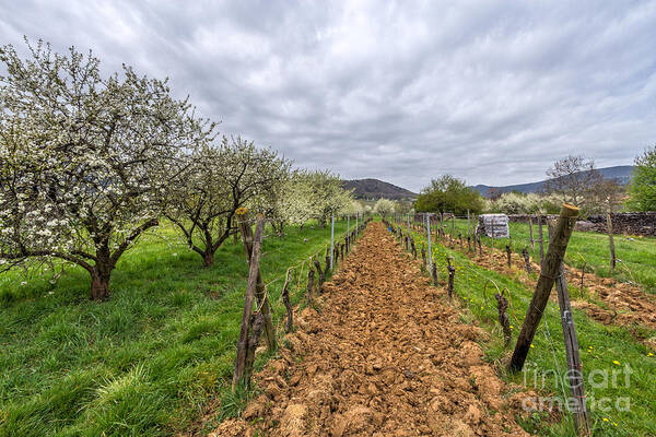 Mittelbergheim Art Print featuring the photograph Historical gems in the Alsace by Bernd Laeschke