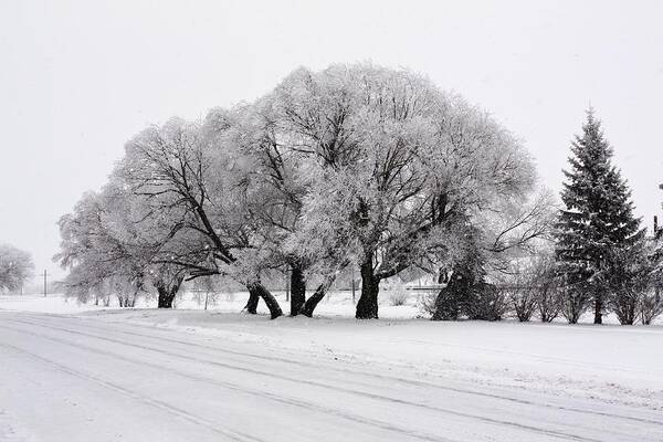 Hoar Frost Snow Road Trees Iced Trees Hoar On Trees Night Shots Negative Image Snow Snowy Iced Trees Art Print featuring the photograph Hoar frost in trees by David Matthews