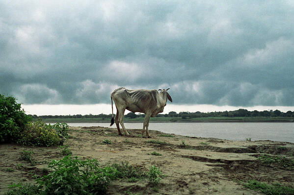 Animal Themes Art Print featuring the photograph Holy Cow By Ganges River by Boaz Rottem