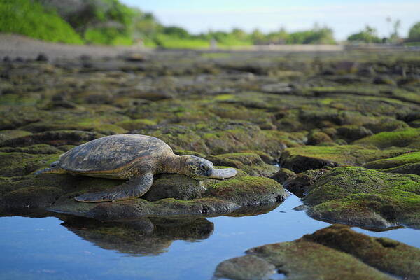 Wildlife Art Print featuring the photograph Honu reflections by Ivan Franklin