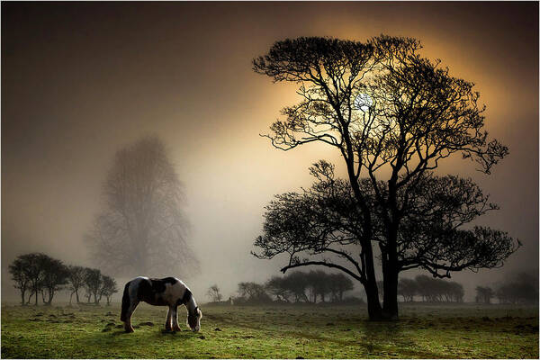 Horse Art Print featuring the photograph Horse Grazing In Field by Land And Light