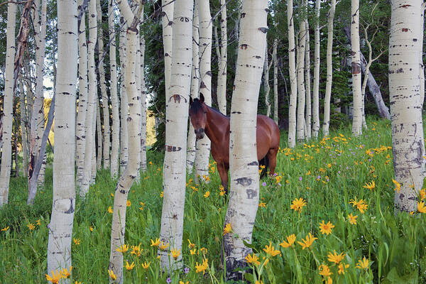 Horse Art Print featuring the photograph Horse In A Field Of Wildflowers And by Mint Images - David Schultz