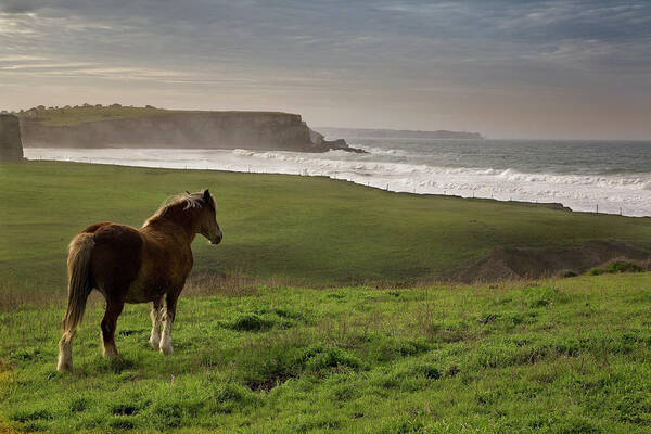 Horse Art Print featuring the photograph Horse Looking In Cantabria by Manuel Alvarez