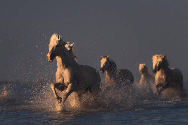 Horses Art Print featuring the photograph Horses In Sunset Light by Rostovskiy Anton