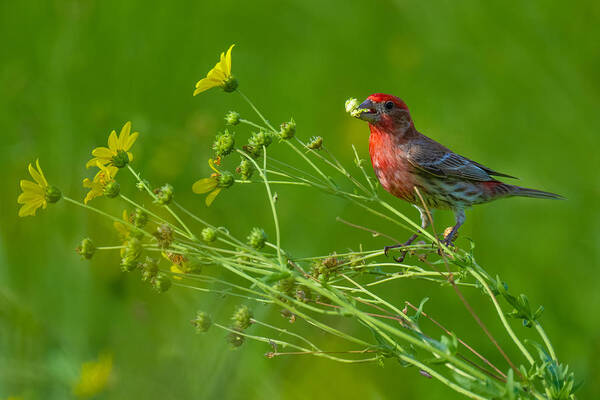 Nature Art Print featuring the photograph House Finch And Flowers by Mike He