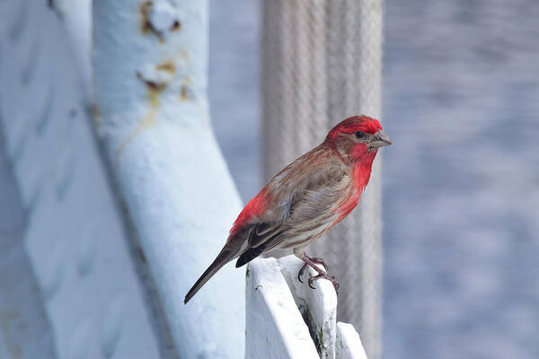 Finch Art Print featuring the photograph House Finch on the U.S.S. Wisconsin by Nicole Lloyd
