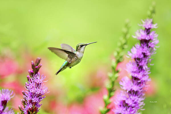 Hummingbird Art Print featuring the photograph Hummingbird In Paradise by Christina Rollo